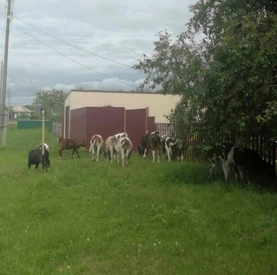 🐮За бродячий скот хозяину грозит штраф!.