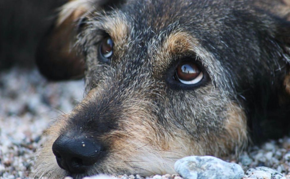 🐾Собака бывает кусачей, только… от безответственного хозяйского отношения..